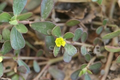 Portulaca oleracea